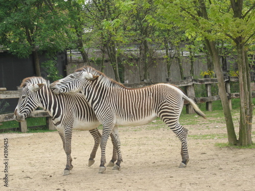 zebre