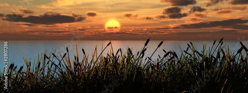 Fototapeta reeds_sunset