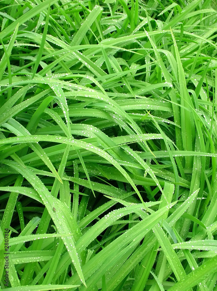 green grass green grass