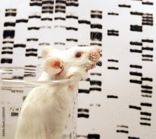 laboratory mouse photo