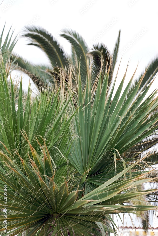 palm trees on the edge