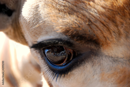 eye of the giraffe