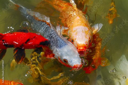 japanese tea garden koi
