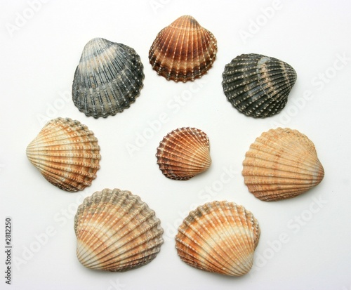 bunch of exotic seashells