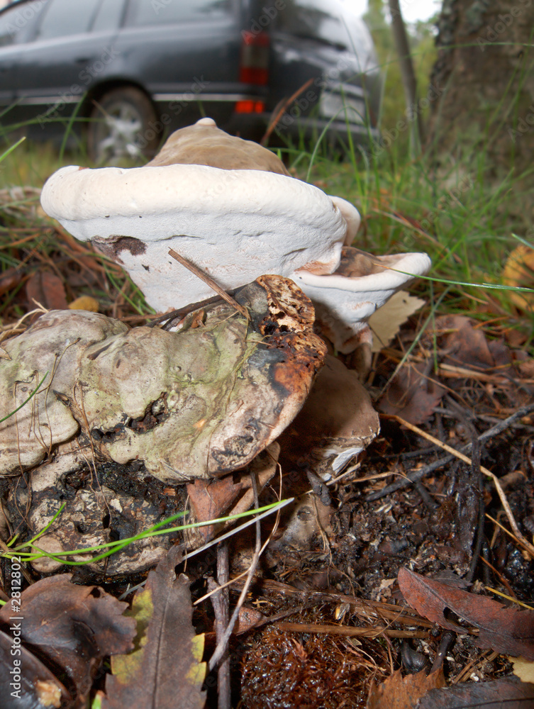Obraz premium wooden mushroom