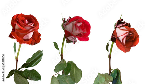 three stages of withering of a rose