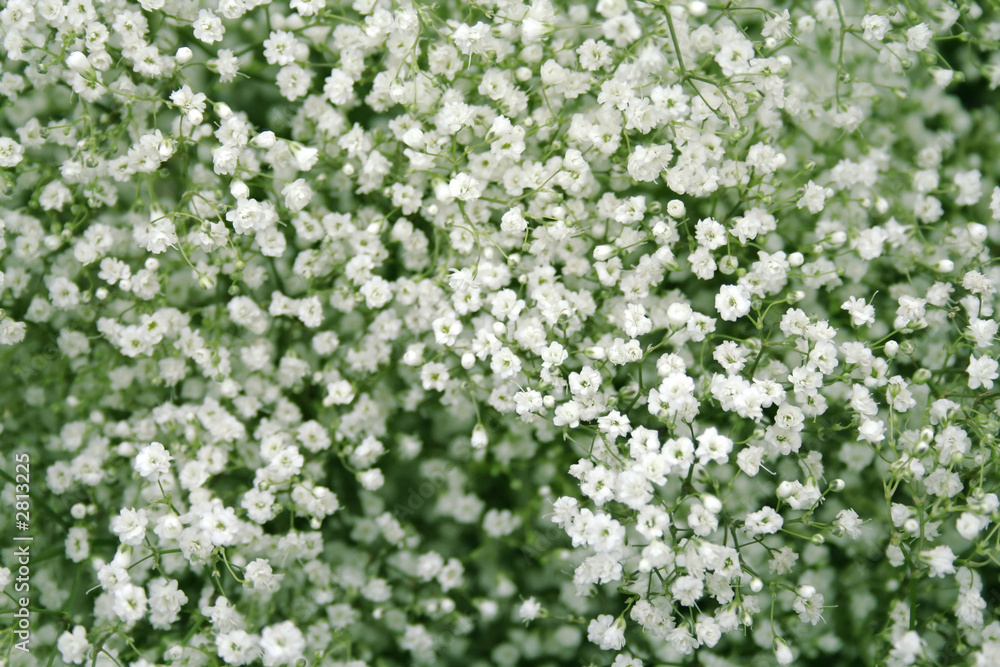 Fototapeta premium little white flowers