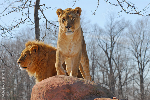 lion