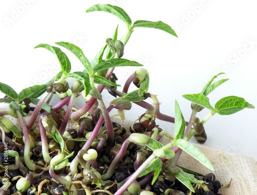 bean mung germinant photo