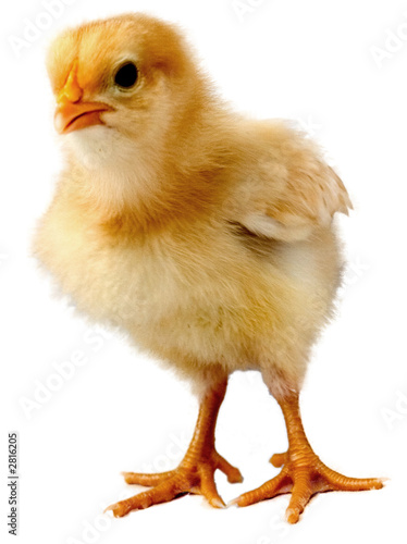 small gold and yellow chick that is looking at something isolated on a white background