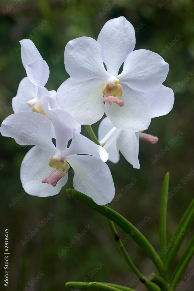 delicate white orchids delicate white orchids