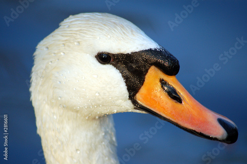 schwan 1