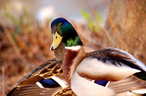 ente