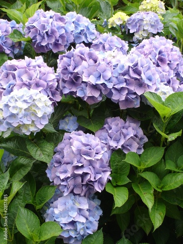 Photography hortensia en bretagne