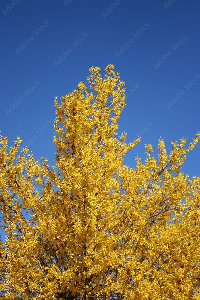 yellow blossom on a tree in spring
