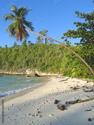 palm tree over a tropical beach, togians island, sulawesi, indon photo