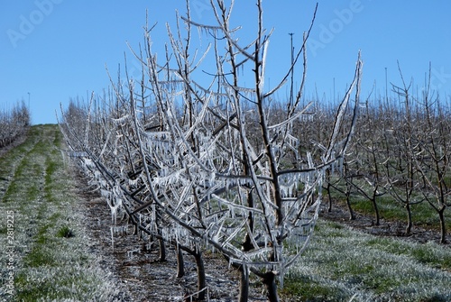 frost protection 1