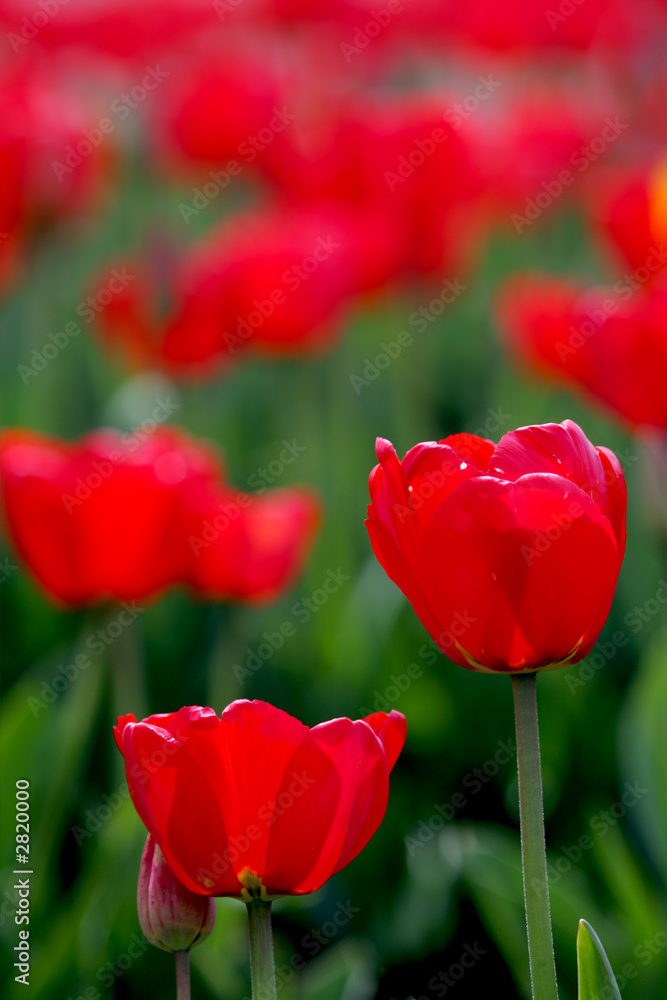 red tulips