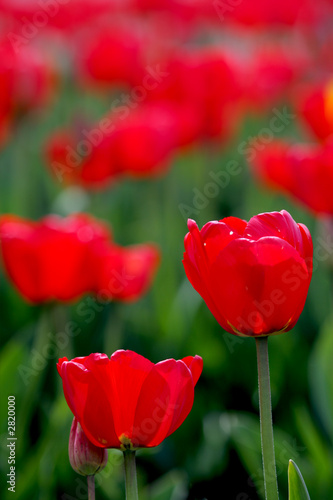 red tulips