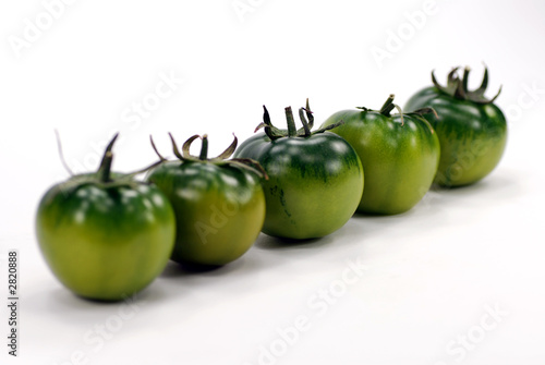 row of green tomatoes
