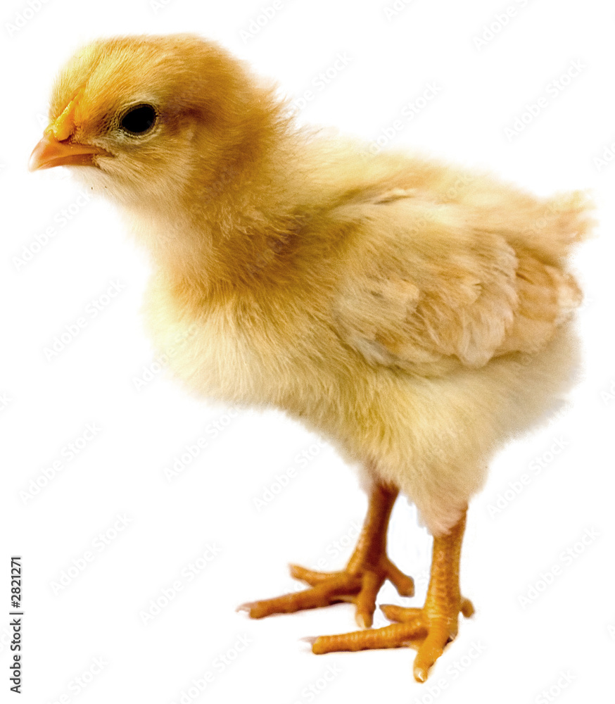 Fototapeta premium pisklę