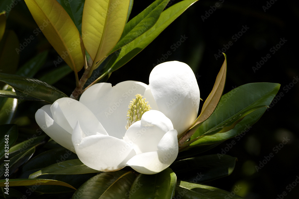 Fototapeta premium southern magnolia
