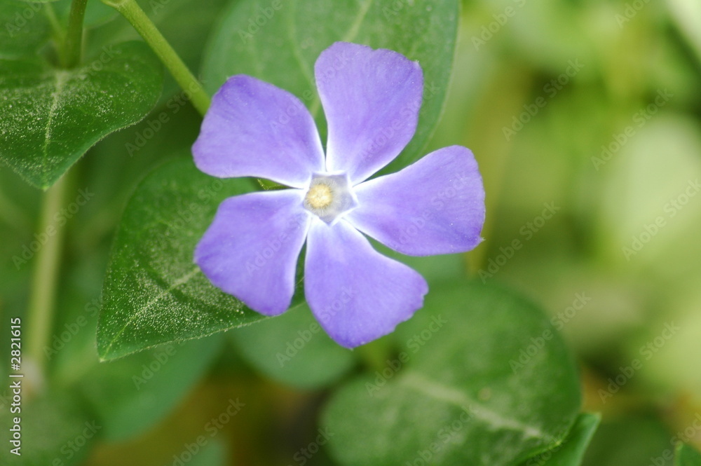 Fototapeta premium purple spring