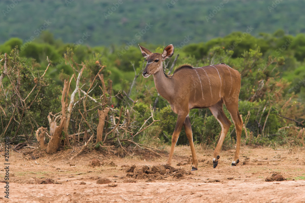 kudu female kudu female