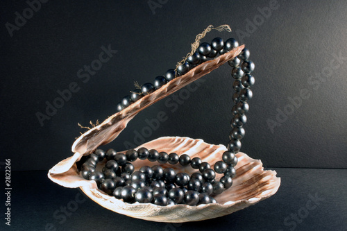 coquillage10