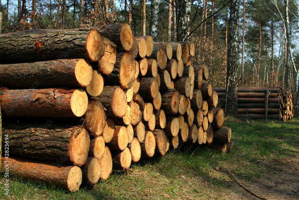 timber industry