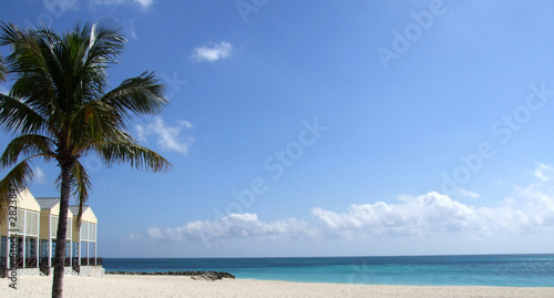pristine sandy beach palm photo