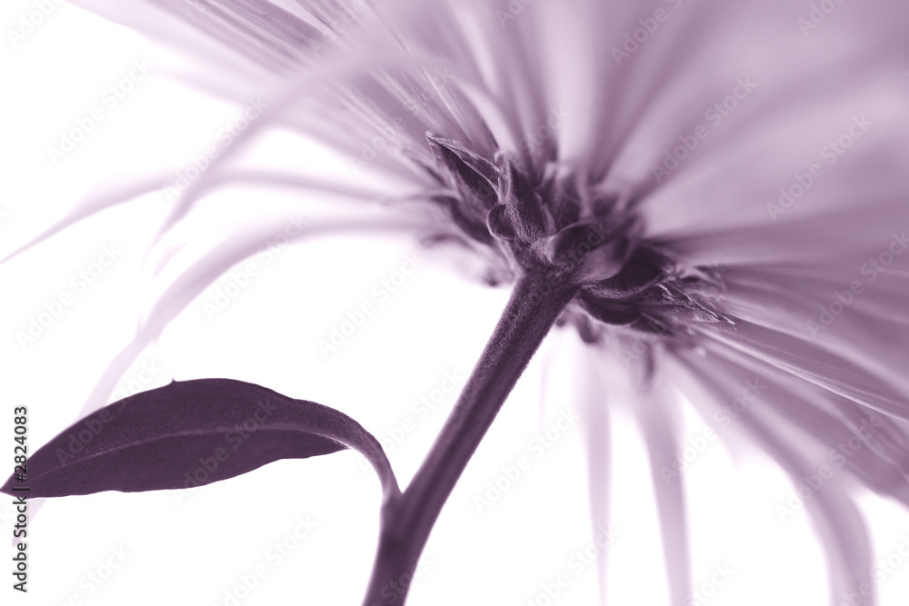 flowers, macro chrysanthemum, duoton flowers, macro chrysanthemum, duoton