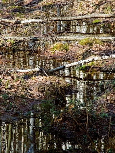 Fototapeta Naklejka Na Ścianę i Meble -  reflection forest