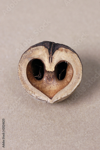 heart nut interior