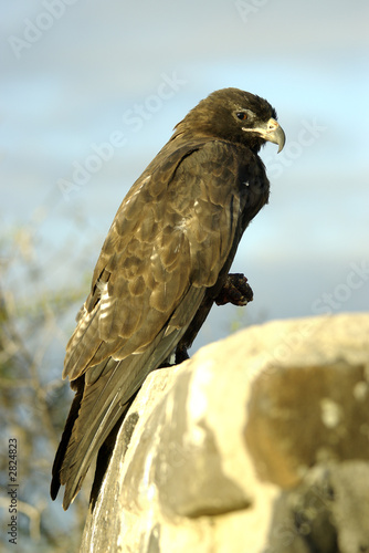 galapagos hawk