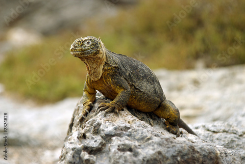 land iguana