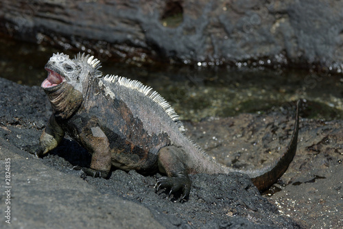 marine iguana