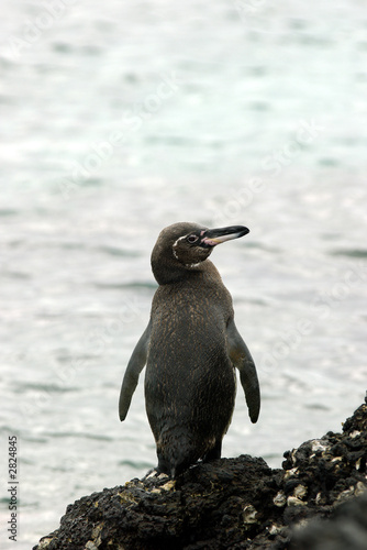 galapagos penguin