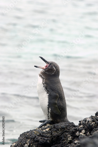 galapagos penguin