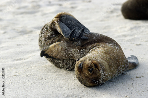 seal pup