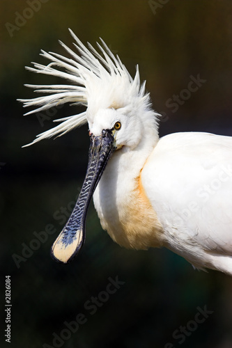 eurasian spoonbill platalea leucorodia photo