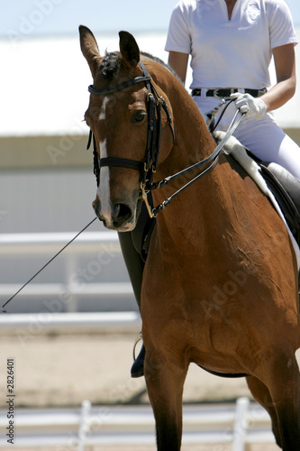 equestrian riding - dressage
