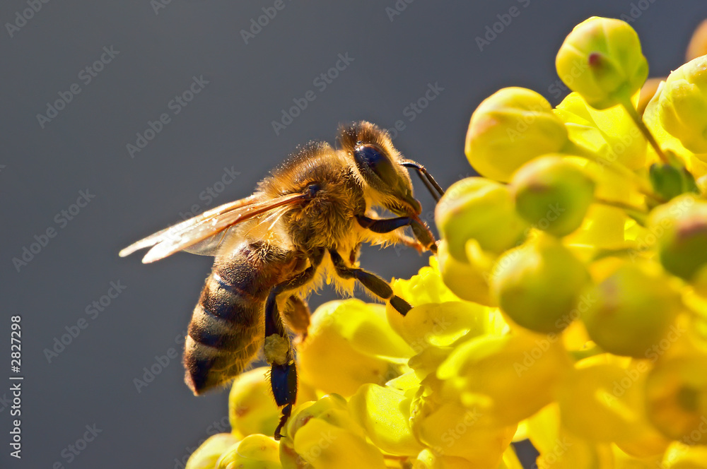 the bee in flower - obrazy, fototapety, plakaty 