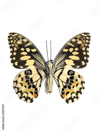 butterfly (spot swordtail)