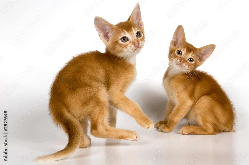 kittens in studio kittens in studio