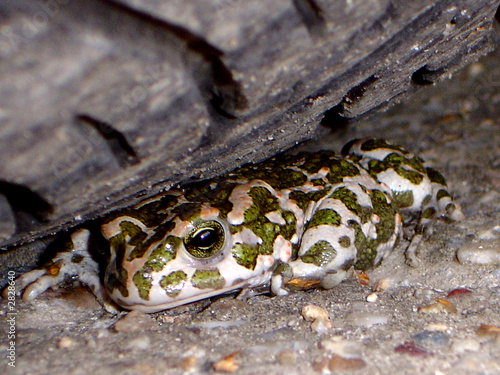 frog under pressure