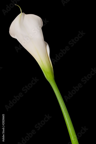 backside od a white calla lily