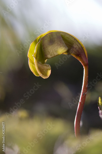 small germ bud