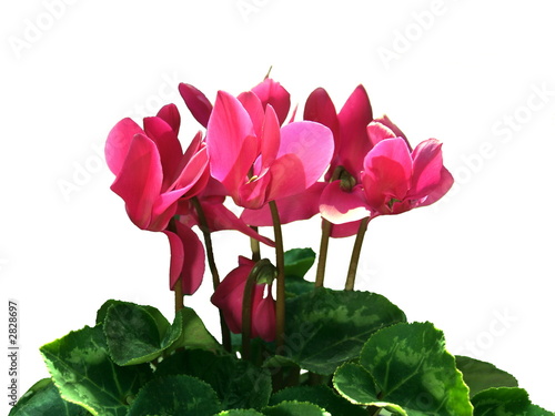 cyclamen