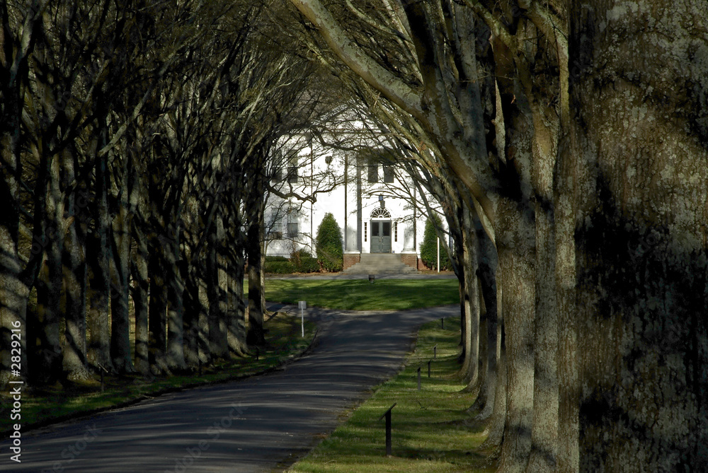 tree lined entry
